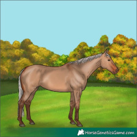 Horse Color:Silver Bay Dun