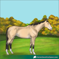 Horse Color:Buckskin 
