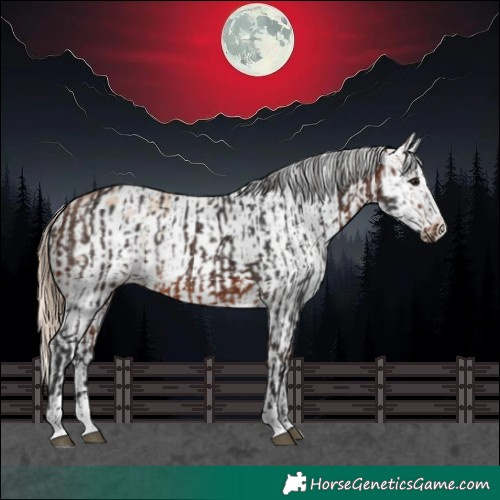 Horse Color:Bay Rabicano and Gold Champagne Pearl Appaloosa Rabicano