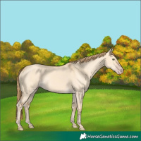 Horse Color:Gold Champagne Dun 