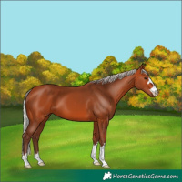 Horse Color:Silver Bay 
