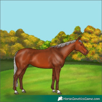 Horse Color:Silver Bay 