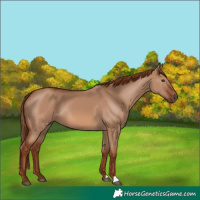 Horse Color:Red Dun 