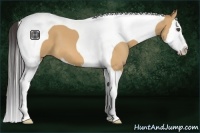 Horse Color:Bay Dun Sabino Splash Tobiano