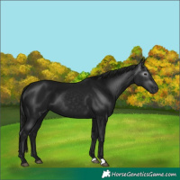 Horse Color:Gray Black 