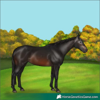 Horse Color:Gray Brown 