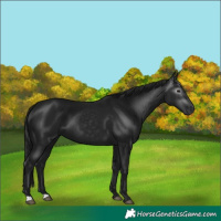 Horse Color:Gray Black