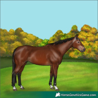 Horse Color:Gray Bay 