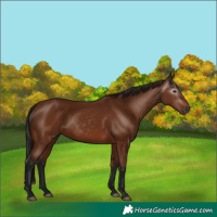 Horse Color:Gray Bay 
