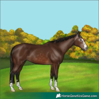 Horse Color:Gray Bay 