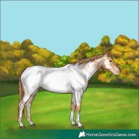 Horse Color:Chestnut Tobiano Near Fewspot 