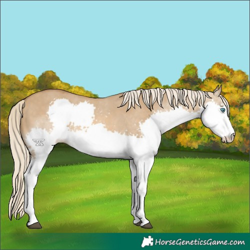 Horse Color:Chocolate Palomino Dun Splash Tobiano 