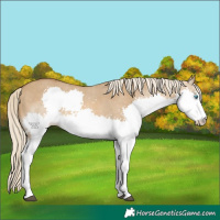 Horse Color:Chocolate Palomino Dun Splash Tobiano 