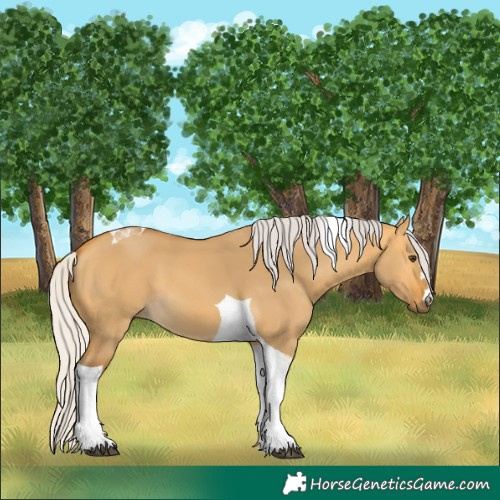 Horse Color:Silver Buckskin Dun Tobiano 