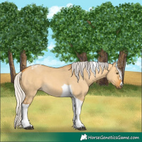 Horse Color:Silver Buckskin Dun Tobiano 