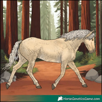Horse Color:Palomino Dun