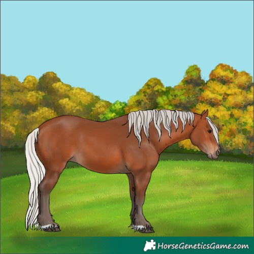 Horse Color:Silver Bay 
