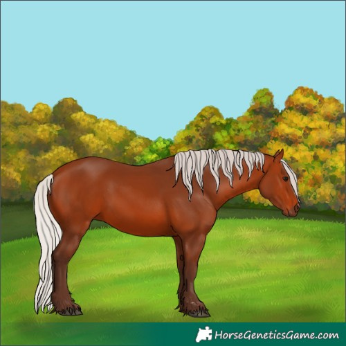 Horse Color:Silver Bay 