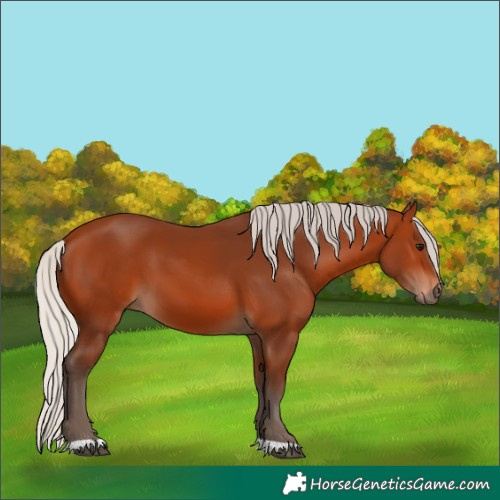 Horse Color:Silver Bay 