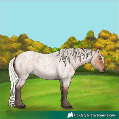 Horse Color:Silver Bay Roan Dun 