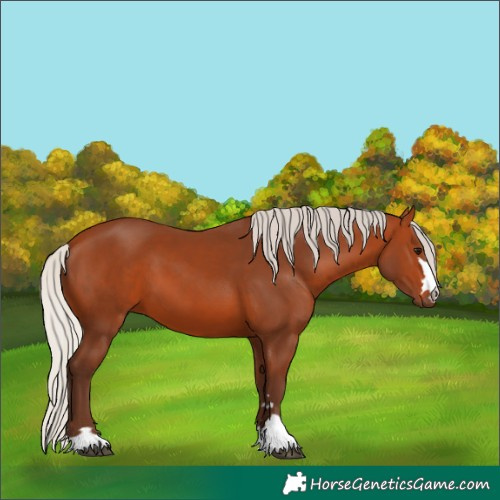 Horse Color:Silver Bay 