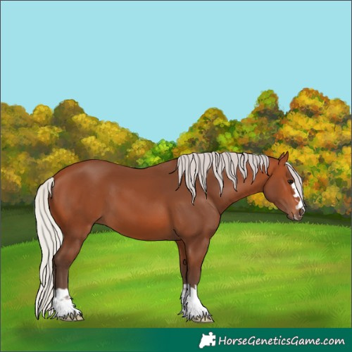 Horse Color:Silver Bay 