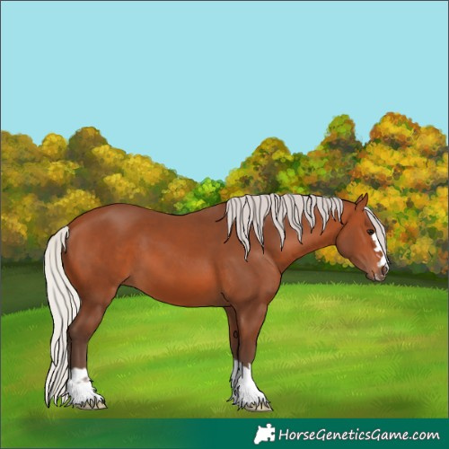 Horse Color:Silver Bay 