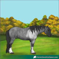 Horse Color:Blue Roan Tobiano 