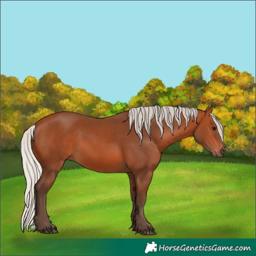 Horse Color:Silver Bay 