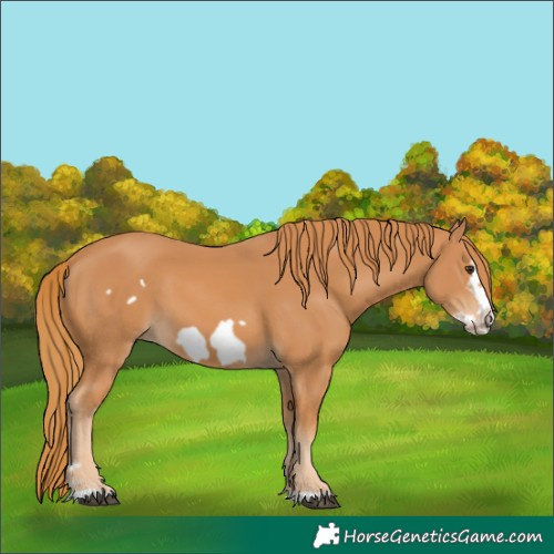 Horse Color:Chestnut Frame