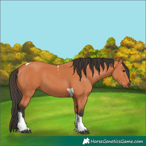 Horse Color:Bay Tobiano 
