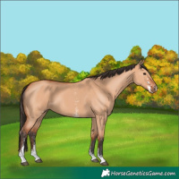 Horse Color:Bay Dun Sabino