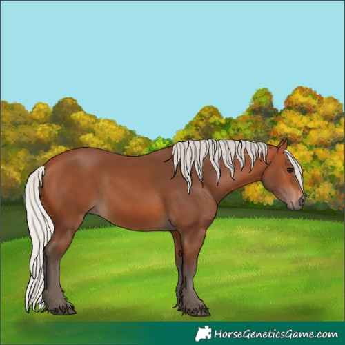 Horse Color:Silver Bay 