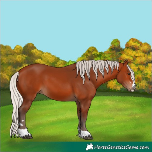 Horse Color:Silver Bay 