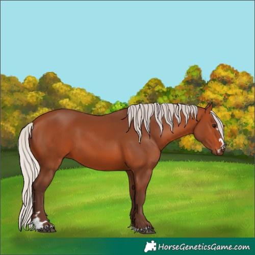 Horse Color:Silver Bay 