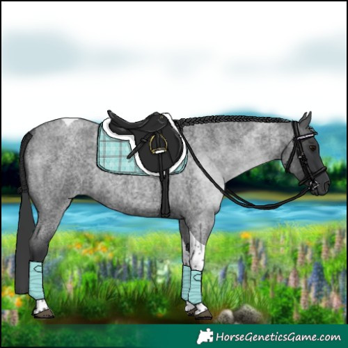 Horse Color:Blue Roan Tobiano 