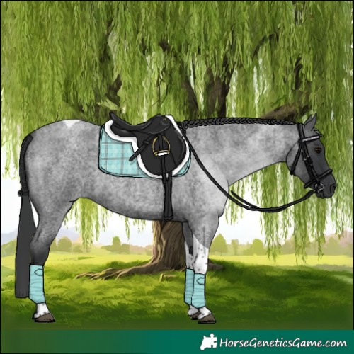 Horse Color:Blue Roan Tobiano