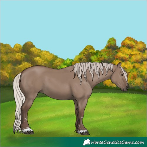 Horse Color:Silver Grullo 