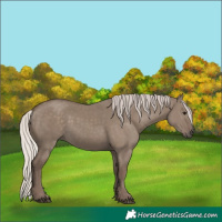 Horse Color:Silver Grullo 