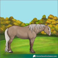 Horse Color:Silver Grullo 