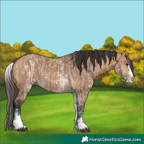 Horse Color:White Spotted Bay Dun Rabicano  and White Spotted Bay Dun Splash Rabicano 