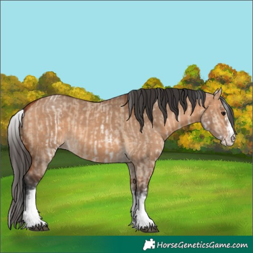 Horse Color:White Spotted Bay Dun Rabicano  and White Spotted Bay Dun Splash Rabicano 