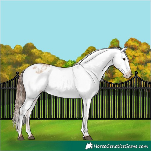 Horse Color:Red Dun Appaloosa  and Red Dun Appaloosa 