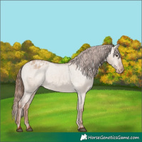 Horse Color:Red Dun Appaloosa and Red Dun Appaloosa