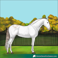 Horse Color:Red Dun Appaloosa  and Red Dun Appaloosa 