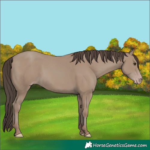 Horse Color:Classic Champagne