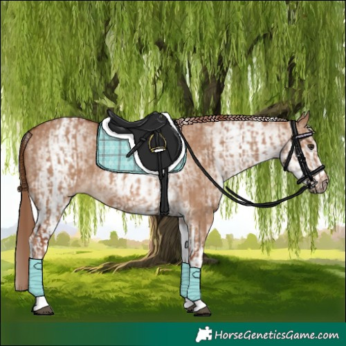 Horse Color:White Spotted Red Dun Rabicano  and White Spotted Red Dun Rabicano 