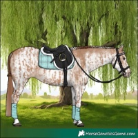Horse Color:White Spotted Red Dun Rabicano  and White Spotted Red Dun Rabicano 