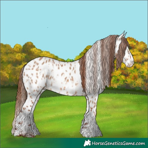 Horse Color:Red Dun Appaloosa  and Red Dun Splash Appaloosa 