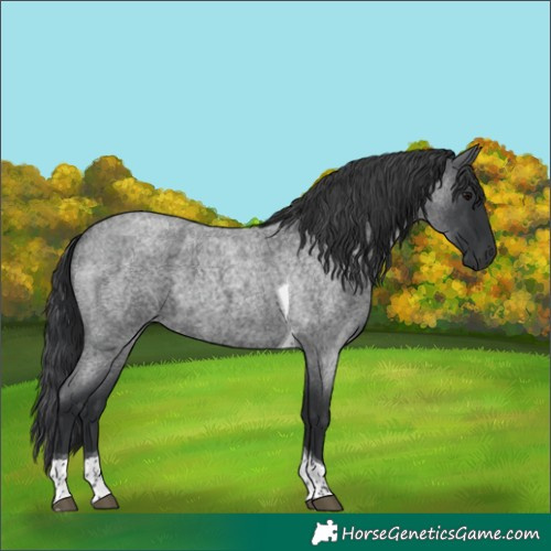 Horse Color:Blue Roan Tobiano 